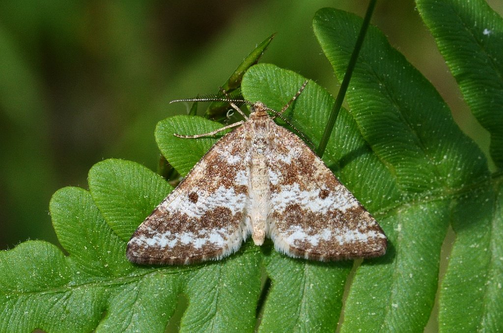 051 2013-06067996 Pierpont Meadow, MA.JPG - Powder Moth (Eufidona notataria). Pierpont Meadow Wildlife Sanctuary, MA, 6-6-2013